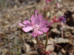 Clarkia breweri
