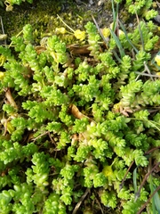Sedum acre