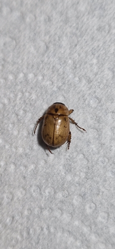 Argentinian Scarab