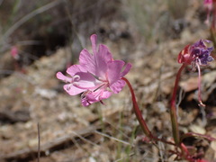 Clarkia breweri