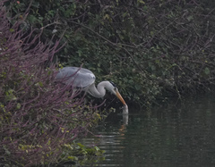 Ardea cinerea