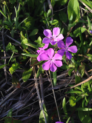 Phlox cuspidata