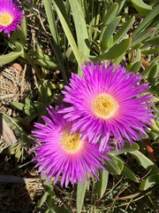 (c) James H, some rights reserved (CC BY) Carpobrotus glaucescens, photograph (c) James H, some rights reserved (CC BY)