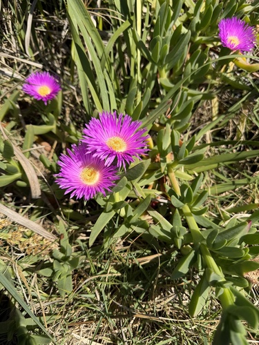 Carpobrotus glaucescens, photograph 4