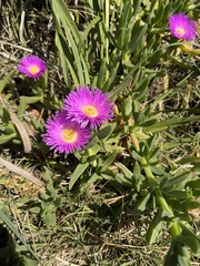 (c) James H, some rights reserved (CC BY) Carpobrotus glaucescens, photograph (c) James H, some rights reserved (CC BY)