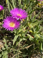 (c) James H, some rights reserved (CC BY) Carpobrotus glaucescens, photograph (c) James H, some rights reserved (CC BY)