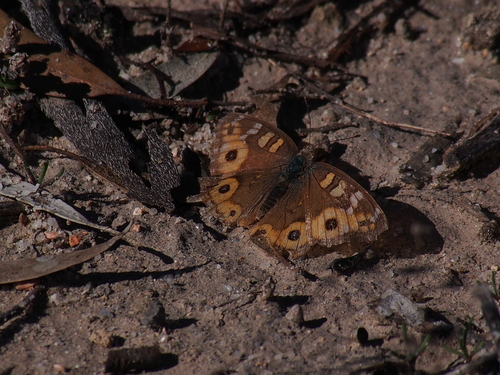 Meadow Argus