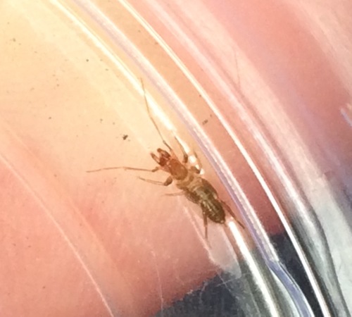 Shorttailed whipscorpion photo 4