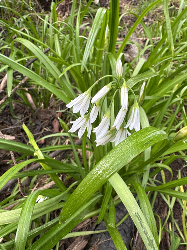 Three-cornered garlic