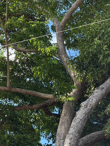 Pterocarpus indicus observed 2026-08-28