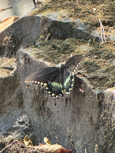 Spicebush Swallowtail
