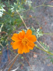 Cosmos sulphureus