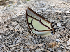 Polyura narcaea meghaduta
