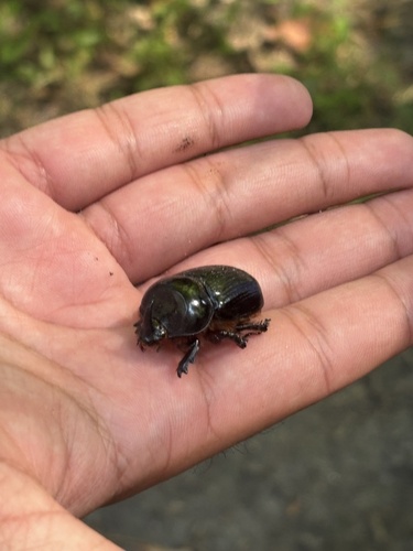 Eastern Rhinoceros Beetle