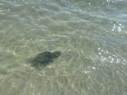 Common Snapping Turtle