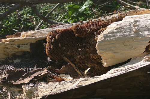 Western Honey Bee