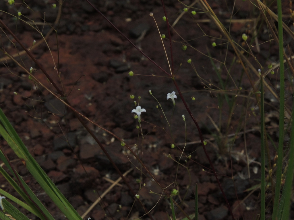 Perameae