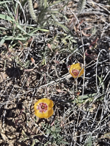 plains flax