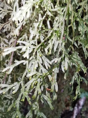 Hymenophyllum pulcherrimum observed 2026-08-24