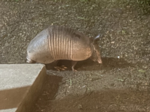 Southern Long-nosed Armadillo observed by parahuaco