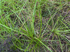 Isolepis prolifera