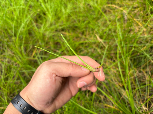 Isolepis prolifera, photograph 1