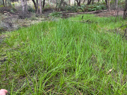Isolepis prolifera, photograph 2