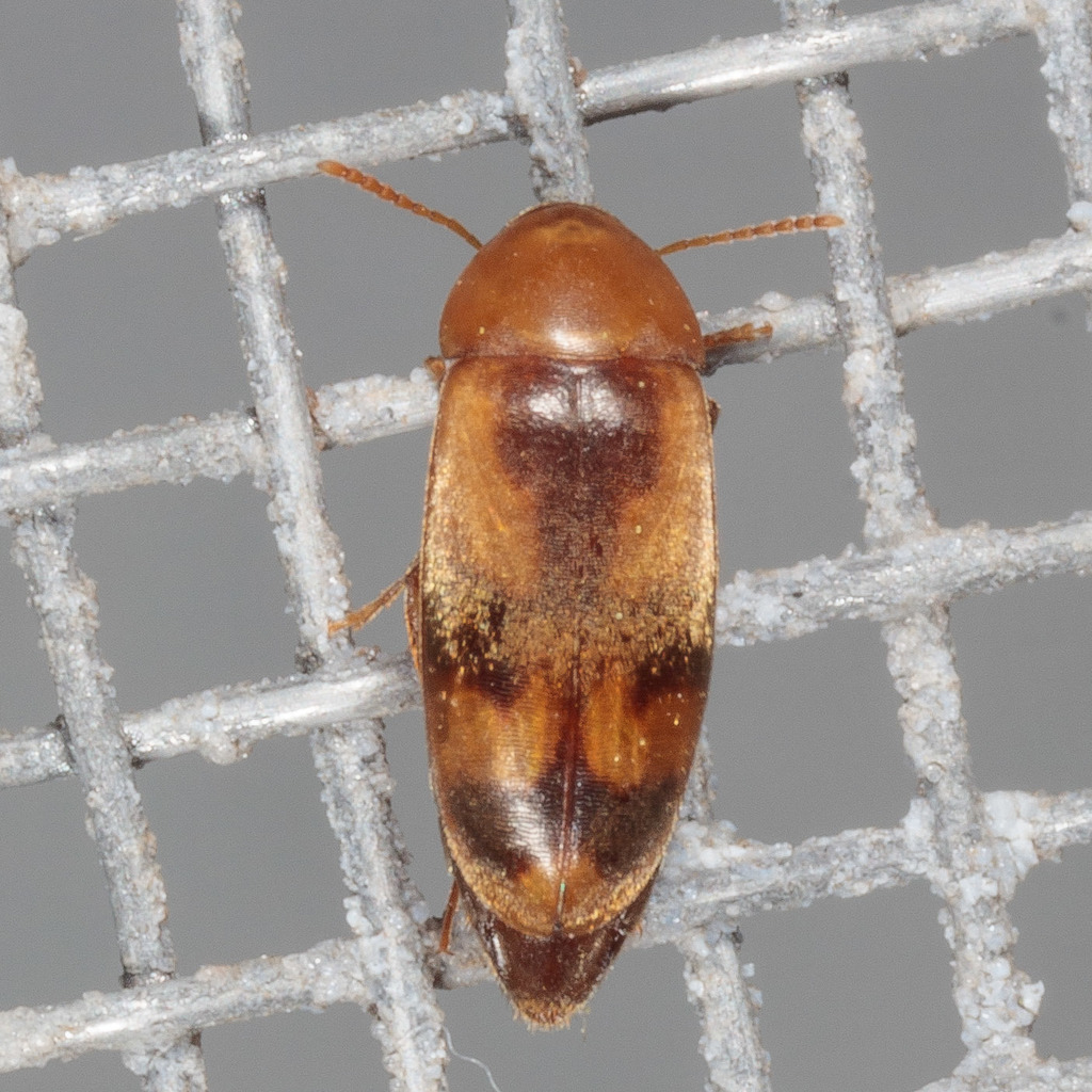 Diclidia laetula