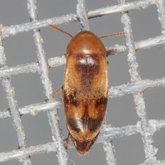 Diclidia