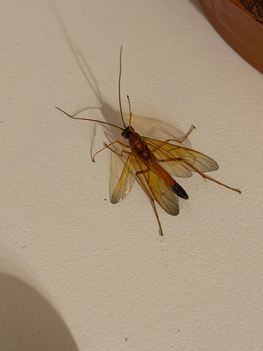 Opheltes glaucopterus