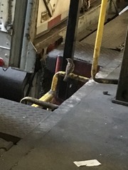 Passer domesticus