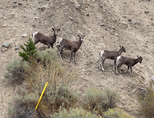 Bighorn Sheep