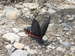 Papilio thaiwanus
