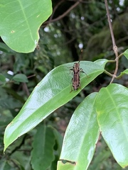 Thranius multinotatus