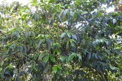 Coffea arabica