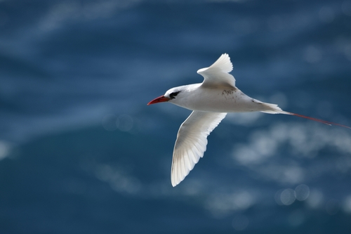 Phaethon rubricauda observed 2026-09-04