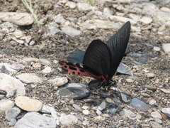 Papilio thaiwanus