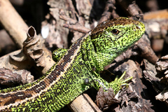 Lacerta agilis