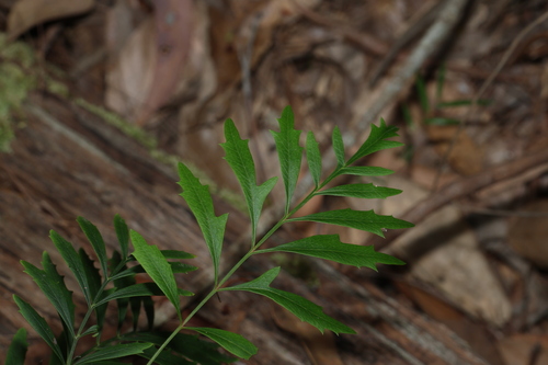 Lomatia silaifolia, photograph 1