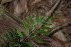 (c) Greg Tasney, some rights reserved (CC BY-SA) Lomatia silaifolia, photograph (c) Greg Tasney, some rights reserved (CC BY-SA)