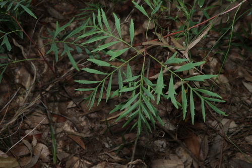 Lomatia silaifolia