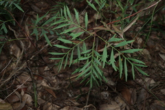 Lomatia silaifolia