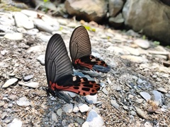 Papilio thaiwanus