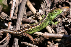 Lacerta agilis