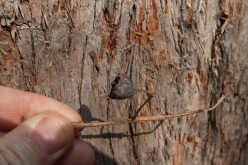 Angophora woodsiana, 2026-09-05