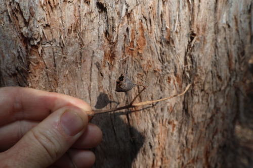Angophora woodsiana, photograph 2