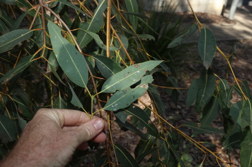 Angophora woodsiana, photograph 4