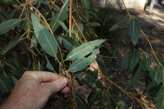 (c) Greg Tasney, some rights reserved (CC BY-SA) Angophora woodsiana, photograph (c) Greg Tasney, some rights reserved (CC BY-SA)