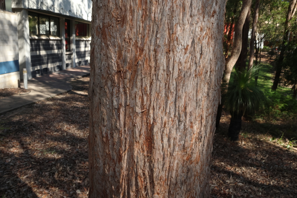 Angophora woodsiana; photograph (c) Greg Tasney, some rights reserved (CC BY-SA)