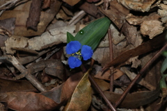 Commelina cyanea, photograph (c) Greg Tasney, some rights reserved (CC BY-SA)
